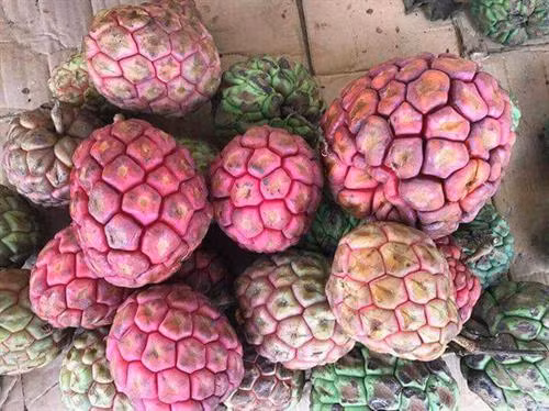 Na rừng nặng tới 4 kg mỗi quả có giá tiền triệu ảnh 2