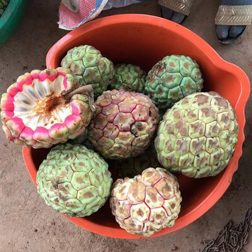 Na rừng nặng tới 4 kg mỗi quả có giá tiền triệu ảnh 1 Na rừng nặng tới 4 kg mỗi quả có giá tiền triệu ảnh 1