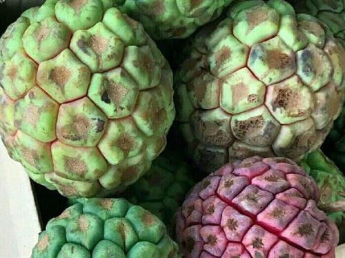 Na rừng nặng tới 4 kg mỗi quả có giá tiền triệu ảnh 3 Na rừng nặng tới 4 kg mỗi quả có giá tiền triệu ảnh 3