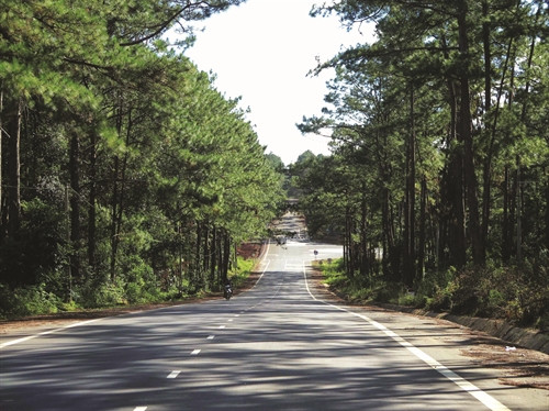 Đường tới Măng Đen rợp bóng thông Đường tới Măng Đen rợp bóng thông