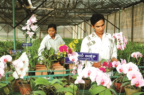 Nhiều nhà vườn ở Măng Đen trồng các loại hoa xứ lạnh phục vụ nhu cầu của du khách Nhiều nhà vườn ở Măng Đen trồng các loại hoa xứ lạnh phục vụ nhu cầu của du khách