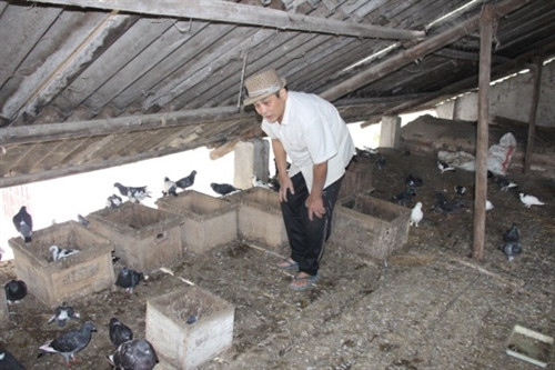 Mô hình nuôi chim bồ câu của ông Thanh.