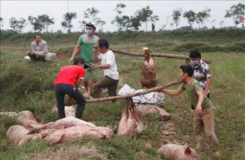 Lợn được tập kết trước khi cho xuống hố chôn, tiêu hủy. Ảnh: Phan Quân - TTXVN Lợn được tập kết trước khi cho xuống hố chôn, tiêu hủy. Ảnh: Phan Quân - TTXVN