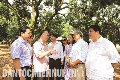 Phó Chủ tịch Thường trực Ủy ban Nhân dân Thành phố Hà Nội Nguyễn Văn Sửu (thứ hai, bên trái) yêu cầu ngành nông nghiệp thành phố cùng các địa phương cần đẩy mạnh phát triển sản phẩm nhãn chín muộn. Ảnh: Tú Quỳnh Đoàn cán bộ Hội đồng xúc tiến Nông Lâm Ngư nghiệp Nhật Bản đến thăm Trang trại trồng nhãn chín muộn của hộ gia đình ông Trần Văn Bảy - Phó Chủ tịch Hội sản xuất và kinh doanh nhãn chín muộn huyện Hoài Đức (Hà Nội). Ảnh: Tú Quỳnh Phó Chủ tịch Thường trực Ủy ban Nhân dân Thành phố Hà Nội Nguyễn Văn Sửu (người đứng giữa) cắt băng khởi hành xe chở nhãn chín muộn xuất khẩu sang châu Âu. Ảnh: Tú Quỳnh Những năm gần đây, nhờ trồng nhãn chín muộn, đời sống của người dân xã Song Phương, huyện Hoài Đức được nâng lên rõ rệt. Ảnh: Tú Quỳnh