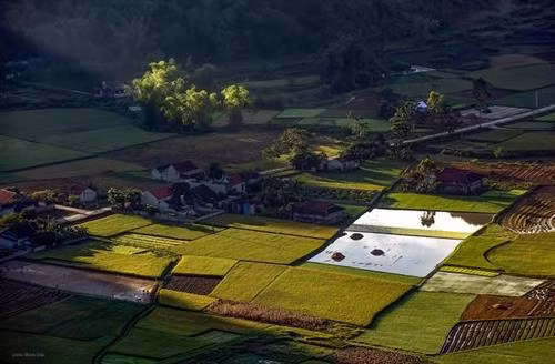 Thung lũng Bắc Sơn nhuộm vàng mùa lúa chín ảnh 4