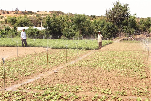 Đồng bào Chăm ở xã Phước Hải sử dụng hệ thống tưới nước tiết kiệm Đồng bào Chăm ở xã Phước Hải sử dụng hệ thống tưới nước tiết kiệm