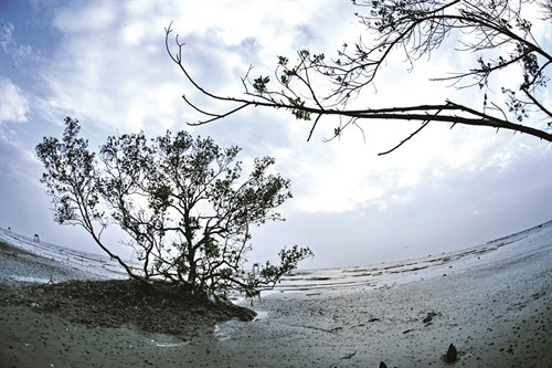 Đồng bằng sông Cửu Long được thiên nhiên ban tặng đất đai phì nhiêu, màu mỡ, sản vật tự nhiên phong phú