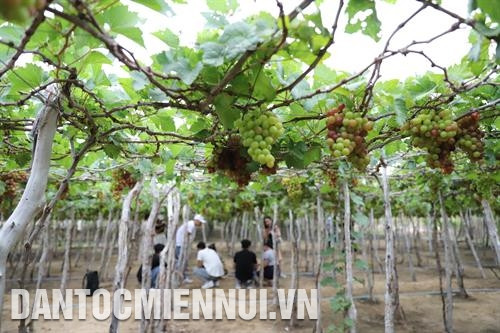Nông dân xã Vĩnh Hải, huyện Ninh Hải (Ninh Thuận) chăm sóc vườn nho giống ba màu. Ảnh: Nguyễn Thành Nhiều nhà vườn ở Thái An, huyện Ninh Hải (Ninh Thuận) trồng nho kết hợp làm du lịch. Ảnh: Nguyễn Hoàng