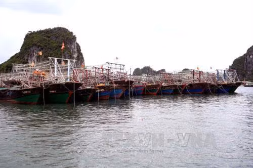 Quảng Ninh nâng cao chất lượng đội tàu khai thác thủy sản xa bờ ảnh 1