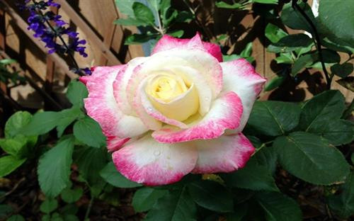 Hồng David Austin Một trong những giống hoa hồng đẹp nhất trên thế giới được biết đến là hồng David Austin. Đây là giống hồng đắt đỏ bậc nhất thế giới, do chuyên gia trồng và chăm sóc hoa hồng người Mỹ David Austin tạo ra. Với kích thước trung bình, bông hồng David Austin là sự kết hợp hoàn hảo của hơn 100 lớp cánh mỏng mềm mại. Khi còn là nụ thì chúm chím, đến khi bung nở thì những lớp cánh kiều diễm xếp thành một “công trình” tinh tế, gây ấn tượng mạnh với người ngắm hoa ngay từ cái nhìn đầu tiên. Hương thơm của nó có thể kéo dài trong 3-4 ngày và chinh phục được trái tim của người thưởng hoa khó tính nhất. Thân cây này có thể cao gần một mét và phát triển tốt nhất trong điều kiện thời tiết nóng, nhiều ánh sáng mặt trời, độ ẩm phù hợp và đất màu mỡ. Điểm cộng của hồng David Austin là có khả năng chống chịu sâu bệnh tốt. Ảnh: Wikimedia Hồng “niềm vui nhân đôi” (double delight) Loài hoa này có kích thước tương tự hồng Elizabeth với đường kính bông hoa khoảng 10 cm và mỗi bông hoa có khoảng 30 cánh. Sắc hoa hồng "niềm vui nhân đôi" cũng không kém phần đặc biệt. Viền bông hoa có màu đỏ phớt hồng, càng gần nhụy hoa thì màu cánh hoa càng chuyển màu trắng sữa. Sự thay đổi màu sắc cánh hoa trở nên rõ rệt hơn khi thời tiết ấm áp hơn, đặc biệt là ở những vùng có nhiều ánh nắng. Mùi thơm của loài hoa này có thể kích thích khứu giác của bất cứ ai đến gần. Ảnh: Wikimedia Hồng đen Baccara Bông hồng đen Baccara có màu tối hơn mọi giống hồng đen khác. Trên thực tế, loài hoa này có màu đỏ của rượu vang. Đây là giống hồng dẻo dai và chống chịu được sâu bệnh một cách xuất sắc. Nó thích hợp với khí hậu ẩm và lạnh. Ảnh: Wikimedia Hồng đỏ Eden Được lai tạo bởi ông Alan Mielland (người Pháp), giống hồng “khổng lồ” này leo cao tới 4,5 m và có số cánh hoa vượt trội (khoảng 100 cánh/bông). Đặc điểm nổi bật nhất của hồng đỏ Eden là không ngừng lớn lên trong quá trình sinh trưởng, chúng có thể phát triển trong suốt thời kỳ nở hoa. Bông hồng đỏ Eden có màu đỏ hồng và mùi thơm dịu dàng. Ảnh: Wikimedia Hồng Victor Hugo Dù chỉ mang kích thước trung bình (30 cánh hoa/bông) nhưng loài hồng này không chỉ có cánh đơn và còn sở hữu cánh kép. Hương hoa dễ chịu, hoa nở liên tục khi vào mùa. Lá thường có màu xanh đậm với các cạnh hình răng cưa. Tuy nhiên, do dễ bị ảnh hưởng bởi sâu bệnh, loài cây này đòi hỏi môi trường sống lý tưởng. Vì vậy, những người làm vườn thường gọi hồng Victor Hugo là giống hồng đỏng đảnh và khó tính. Ảnh: Wikimedia Hồng David Austin Một trong những giống hoa hồng đẹp nhất trên thế giới được biết đến là hồng David Austin. Đây là giống hồng đắt đỏ bậc nhất thế giới, do chuyên gia trồng và chăm sóc hoa hồng người Mỹ David Austin tạo ra. Với kích thước trung bình, bông hồng David Austin là sự kết hợp hoàn hảo của hơn 100 lớp cánh mỏng mềm mại. Khi còn là nụ thì chúm chím, đến khi bung nở thì những lớp cánh kiều diễm xếp thành một “công trình” tinh tế, gây ấn tượng mạnh với người ngắm hoa ngay từ cái nhìn đầu tiên. Hương thơm của nó có thể kéo dài trong 3-4 ngày và chinh phục được trái tim của người thưởng hoa khó tính nhất. Thân cây này có thể cao gần một mét và phát triển tốt nhất trong điều kiện thời tiết nóng, nhiều ánh sáng mặt trời, độ ẩm phù hợp và đất màu mỡ. Điểm cộng của hồng David Austin là có khả năng chống chịu sâu bệnh tốt. Ảnh: Wikimedia Hồng “niềm vui nhân đôi” (double delight) Loài hoa này có kích thước tương tự hồng Elizabeth với đường kính bông hoa khoảng 10 cm và mỗi bông hoa có khoảng 30 cánh. Sắc hoa hồng "niềm vui nhân đôi" cũng không kém phần đặc biệt. Viền bông hoa có màu đỏ phớt hồng, càng gần nhụy hoa thì màu cánh hoa càng chuyển màu trắng sữa. Sự thay đổi màu sắc cánh hoa trở nên rõ rệt hơn khi thời tiết ấm áp hơn, đặc biệt là ở những vùng có nhiều ánh nắng. Mùi thơm của loài hoa này có thể kích thích khứu giác của bất cứ ai đến gần. Ảnh: Wikimedia Hồng đen Baccara Bông hồng đen Baccara có màu tối hơn mọi giống hồng đen khác. Trên thực tế, loài hoa này có màu đỏ của rượu vang. Đây là giống hồng dẻo dai và chống chịu được sâu bệnh một cách xuất sắc. Nó thích hợp với khí hậu ẩm và lạnh. Ảnh: Wikimedia Hồng đỏ Eden Được lai tạo bởi ông Alan Mielland (người Pháp), giống hồng “khổng lồ” này leo cao tới 4,5 m và có số cánh hoa vượt trội (khoảng 100 cánh/bông). Đặc điểm nổi bật nhất của hồng đỏ Eden là không ngừng lớn lên trong quá trình sinh trưởng, chúng có thể phát triển trong suốt thời kỳ nở hoa. Bông hồng đỏ Eden có màu đỏ hồng và mùi thơm dịu dàng. Ảnh: Wikimedia Hồng Victor Hugo Dù chỉ mang kích thước trung bình (30 cánh hoa/bông) nhưng loài hồng này không chỉ có cánh đơn và còn sở hữu cánh kép. Hương hoa dễ chịu, hoa nở liên tục khi vào mùa. Lá thường có màu xanh đậm với các cạnh hình răng cưa. Tuy nhiên, do dễ bị ảnh hưởng bởi sâu bệnh, loài cây này đòi hỏi môi trường sống lý tưởng. Vì vậy, những người làm vườn thường gọi hồng Victor Hugo là giống hồng đỏng đảnh và khó tính. Ảnh: Wikimedia