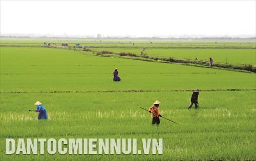 Việc tỉa dặm lúa đông xuân cần được thực hiện trước khi cây lúa đẻ nhánh 15 ngày, mục đích tránh cho cây lúa bị chột, đẻ nhánh kém Việc tỉa dặm lúa đông xuân cần được thực hiện trước khi cây lúa đẻ nhánh 15 ngày, mục đích tránh cho cây lúa bị chột, đẻ nhánh kém