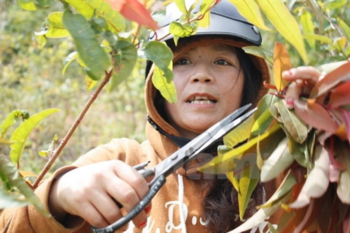 Hái lá trong rừng. Hái lá trong rừng.