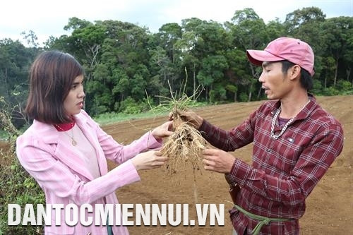 Cán bộ ngành nông nghiệp huyện Kon Plông trao đổi kinh nghiệm trồng cây dược liệu với đồng bào. Ảnh: Hoàng Hà