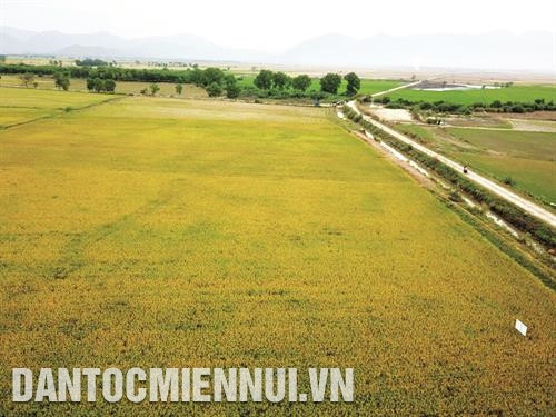 Với diện tích canh tác lúa 11.000 ha, nằm trong lưu vực sông La Ngà, huyện Tánh Linh được xác định là một trong những vùng lúa trọng điểm của tỉnh Bình Thuận.