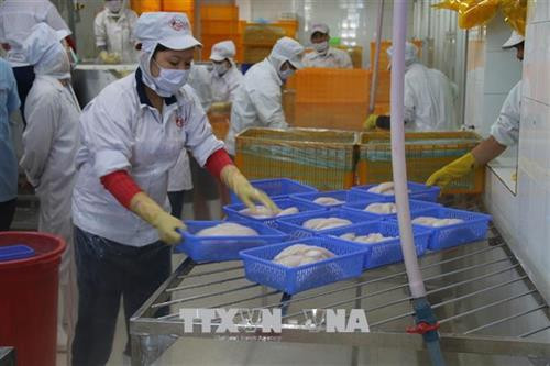 Tiền Giang chế biến xuất khẩu thủy sản. Ảnh : Nguyễn Minh Trí - TTXVN Tiền Giang chế biến xuất khẩu thủy sản. Ảnh : Nguyễn Minh Trí - TTXVN