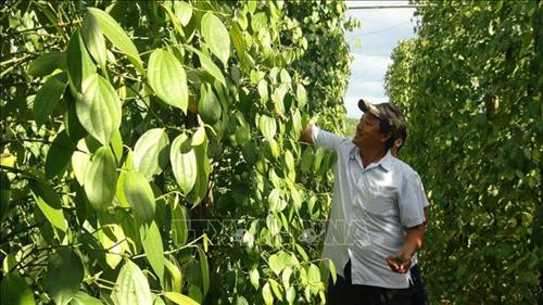 Ông Cáp Quốc Hà ở huyện Hải Lăng, tỉnh Quảng Trị bên mô hình tiêu sạch ứng dụng công nghệ cao. Ảnh: Thanh Thủy-TTXVN Ông Cáp Quốc Hà ở huyện Hải Lăng, tỉnh Quảng Trị bên mô hình tiêu sạch ứng dụng công nghệ cao. Ảnh: Thanh Thủy-TTXVN