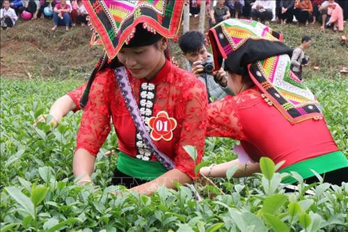 Đội Hội nông dân xã Phổng Lái, huyện Thuận Châu (Sơn La) tham gia phần thi hái chè. Ảnh: Nguyễn Cường - TTXVN. Đội Hội nông dân xã Phổng Lái, huyện Thuận Châu (Sơn La) tham gia phần thi hái chè. Ảnh: Nguyễn Cường - TTXVN.