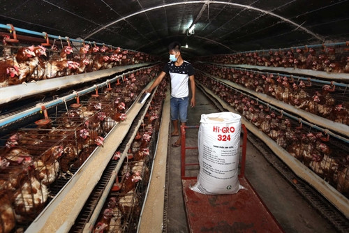 Phát triển chăn nuôi tập trung quy mô trang trại, gia trại an toàn dịch bệnh theo hướng nâng cao giá trị gia tăng, phát triển bền vững theo đề án tái cơ cấu ngành nông nghiệp, trang trại nuôi tổng hợp Út Hữu ở ấp 4, xã Bình Thành, huyện Đức Huệ mỗi năm thu lãi hơn 700 triệu đồng từ thu hoạch trứng gà và sữa bò. Ảnh: Vũ Sinh – TTXVN