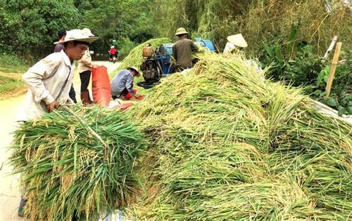 Người dân thành phố Lai Châu áp dụng khoa học và giống mới trồng lúa 2 vụ cho năng suất cao. Ảnh: Việt Hoàng - TTXVN Người dân thành phố Lai Châu áp dụng khoa học và giống mới trồng lúa 2 vụ cho năng suất cao. Ảnh: Việt Hoàng - TTXVN