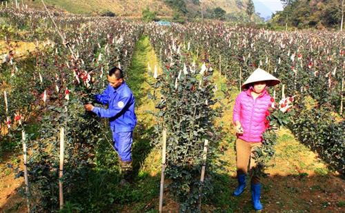 Nhiều doanh nghiệp kết hợp với người dân trên địa bàn thành phố Lai Châu trồng hoa, rau thủy canh… cho thu nhập cao. Ảnh: Việt Hoàng - TTXVN Nhiều doanh nghiệp kết hợp với người dân trên địa bàn thành phố Lai Châu trồng hoa, rau thủy canh… cho thu nhập cao. Ảnh: Việt Hoàng - TTXVN