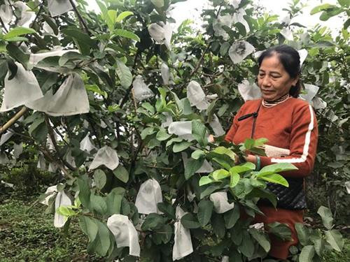 Trang trại trồng cây ăn quả tổng hợp của gia đình bà Vi Thị Huệ, xã Bồng Khê, huyện Con Cuông mang lại thu nhập hàng trăm triệu đồng/năm. Ảnh: Bích Huệ - TTXVN Trang trại trồng cây ăn quả tổng hợp của gia đình bà Vi Thị Huệ, xã Bồng Khê, huyện Con Cuông mang lại thu nhập hàng trăm triệu đồng/năm. Ảnh: Bích Huệ - TTXVN