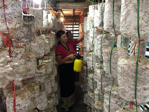Vừa chăn nuôi trâu bò và trồng nấm, trang trại của gia đình chị Vi Thị Kháng ở xã Môn Sơn mang lại thu nhập cao, giúp gia đình thoát nghèo và vươn lên khá giả. Ảnh: Bích Huệ - TTXVN Vừa chăn nuôi trâu bò và trồng nấm, trang trại của gia đình chị Vi Thị Kháng ở xã Môn Sơn mang lại thu nhập cao, giúp gia đình thoát nghèo và vươn lên khá giả. Ảnh: Bích Huệ - TTXVN