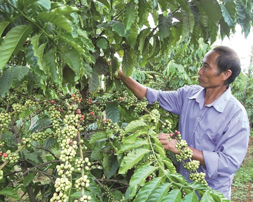 Cà phê là cây trồng đem lại thu nhập ổn định cho đồng bào ở bon Yôk Ju, xã căn cứ cách mạng Nâm Nung