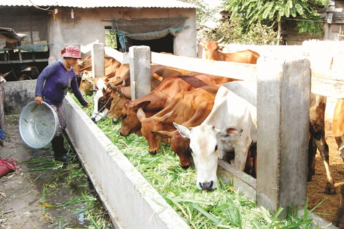 Nhiều hộ đồng bào ở huyện Krông Nô chú trọng việc cải tạo giống bò vàng địa phương để phát triển chăn nuôi bò thịt