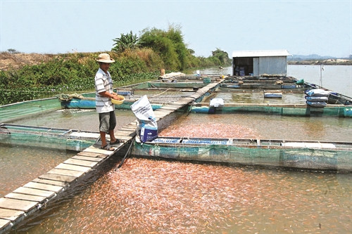 Tận dụng mặt nước ven sông Sêrêpôk, người dân xã Buôn Choáh nuôi cá nước ngọt cho thu nhập hàng trăm triệu đồng/năm
