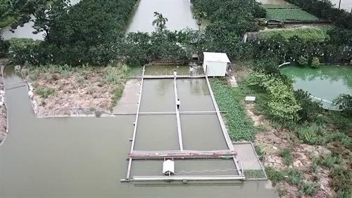 Toàn cảnh ao nuôi cá chép áp dụng công nghệ “sông trong ao” tại hộ gia đình anh Phan Nhân Lợi ở thôn Đa Phúc, xã Sài Sơn, huyện Quốc Oai (Hà Nội).