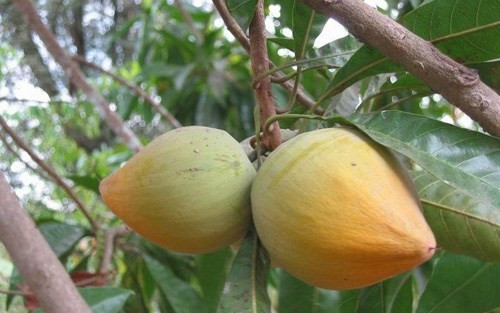 Ngọt bùi lê ki ma ảnh 4 Ngọt bùi lê ki ma ảnh 4