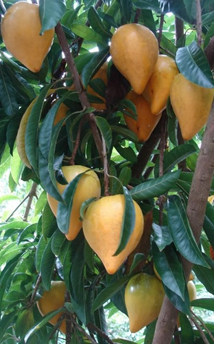 Ngọt bùi lê ki ma ảnh 6 Ngọt bùi lê ki ma ảnh 6