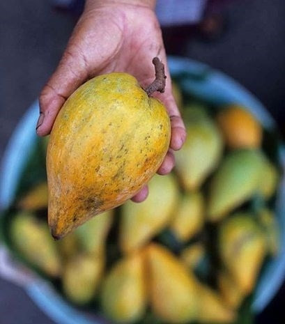 Ngọt bùi lê ki ma ảnh 5 Ngọt bùi lê ki ma ảnh 5