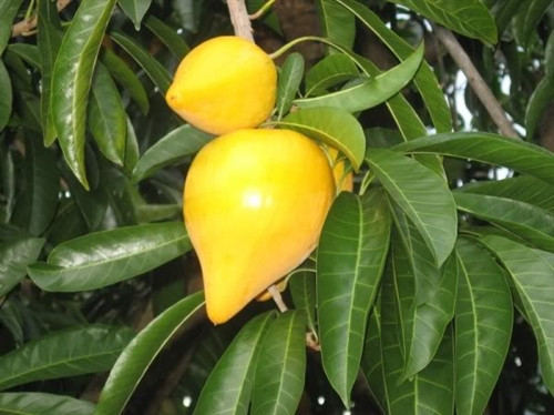 Ngọt bùi lê ki ma ảnh 7 Ngọt bùi lê ki ma ảnh 7