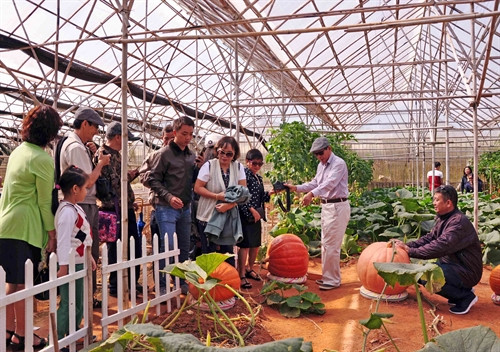 Du khách thích thú tham quan vườn bí khổng lồ trồng tại trang trại của anh Lê Hữu Phan. Du khách thích thú tham quan vườn bí khổng lồ trồng tại trang trại của anh Lê Hữu Phan.