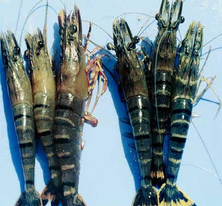 Bệnh đầu vàng trên tôm sú (Penaeus monodon). Tôm bên trái: bị nhiễm bệnh. Tôm bên phải: bình thường. Ảnh: vietlinh.vn Bệnh đầu vàng trên tôm sú (Penaeus monodon). Tôm bên trái: bị nhiễm bệnh. Tôm bên phải: bình thường. Ảnh: vietlinh.vn