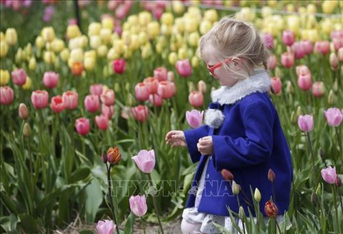 Du khách ngắm hoa Tulip tại Lễ hội Hoa Tulip thường niên ở Abbotsford, Canada ngày 26/4. Ảnh: THX/TTXVN Khách chụp ảnh lưu niệm tại Lễ hội Hoa Tulip ở Abbotsford, Canada, ngày 26/4. Ảnh: THX/TTXVN Du khách ngắm hoa Tulip tại Lễ hội Hoa Tulip thường niên ở Abbotsford, Canada ngày 26/4. Ảnh: THX/TTXVN Khách chụp ảnh lưu niệm tại Lễ hội Hoa Tulip ở Abbotsford, Canada, ngày 26/4. Ảnh: THX/TTXVN