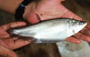 Cá thát lát Cá thát lát