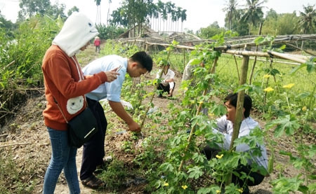 Mô hình trồng khổ qua bằng phân hữu cơ bèo lục bình của hộ ông Danh Hùng. Mô hình trồng khổ qua bằng phân hữu cơ bèo lục bình của hộ ông Danh Hùng.