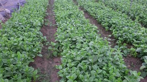 Ruộng mồng tơi phát triển tốt. Ảnh: nongnghiep.vn