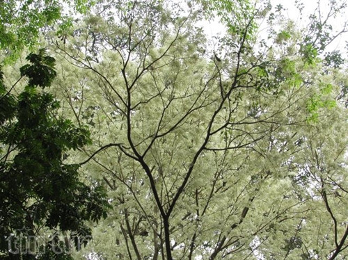 Hẹn gặp lại, sắc trắng hoa sưa ảnh 10