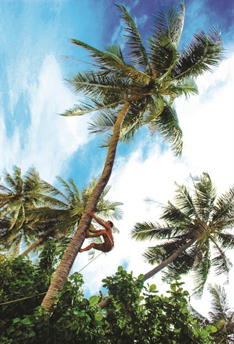 Cà Mau hiện còn nhiều diện tích dừa lâu năm, trung bình cho thu hoạch từ 60 - 100 trái/cây/năm Cà Mau hiện còn nhiều diện tích dừa lâu năm, trung bình cho thu hoạch từ 60 - 100 trái/cây/năm