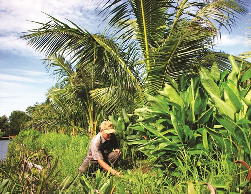 Dừa được trồng xen lẫn với những loại cây trồng khác, vừa hạn chế diện tích đất bỏ hoang, vừa tăng thu nhập cho đồng bào Dừa được trồng xen lẫn với những loại cây trồng khác, vừa hạn chế diện tích đất bỏ hoang, vừa tăng thu nhập cho đồng bào