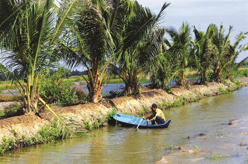 Diện tích dừa được trồng mới chủ yếu trên các bờ bao quanh đầm tôm tại huyện Phú Tân Diện tích dừa được trồng mới chủ yếu trên các bờ bao quanh đầm tôm tại huyện Phú Tân
