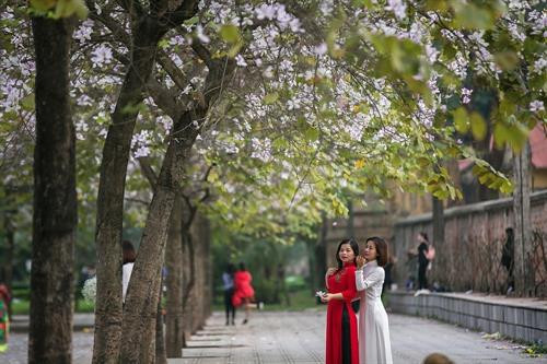 Hoa ban Tây Bắc nở giữa lòng Hà Nội ảnh 14