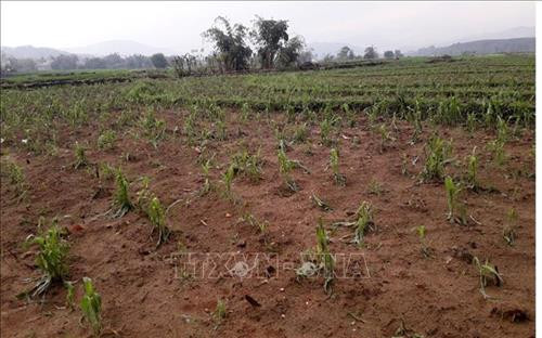 Mưa đá đã làm thiệt hại nhiều diện tích hoa màu của người dân ở huyện Tân Uyên (Lai Châu). Ảnh: Việt Hoàng – TTXVN Mưa đá đã làm thiệt hại nhiều diện tích hoa màu của người dân ở huyện Tân Uyên (Lai Châu). Ảnh: Việt Hoàng – TTXVN