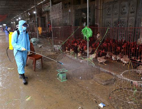 Chợ đầu mối gia cầm Hà Vĩ chủ động phòng, chống dịch cúm gia cầm ảnh 2 Chợ đầu mối gia cầm Hà Vĩ chủ động phòng, chống dịch cúm gia cầm ảnh 2