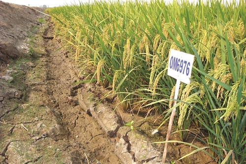 Các giống lúa chịu mặn, hạn của Viện lúa Đồng bằng sông Cửu Long chuẩn bị được cung cấp cho nông dân trong vùng