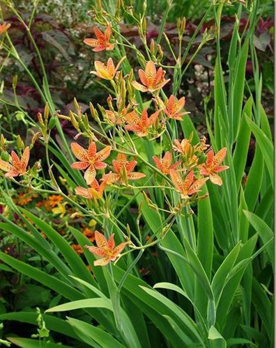 Công dụng của cây rẻ quạt ảnh 1 Công dụng của cây rẻ quạt ảnh 1