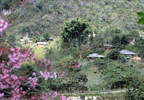 Khi hoa Tớ Dày nở, bản làng vùng cao, núi rừng như được khoác lên màu áo mới. Ảnh: Xuân Tiến - TTXVN